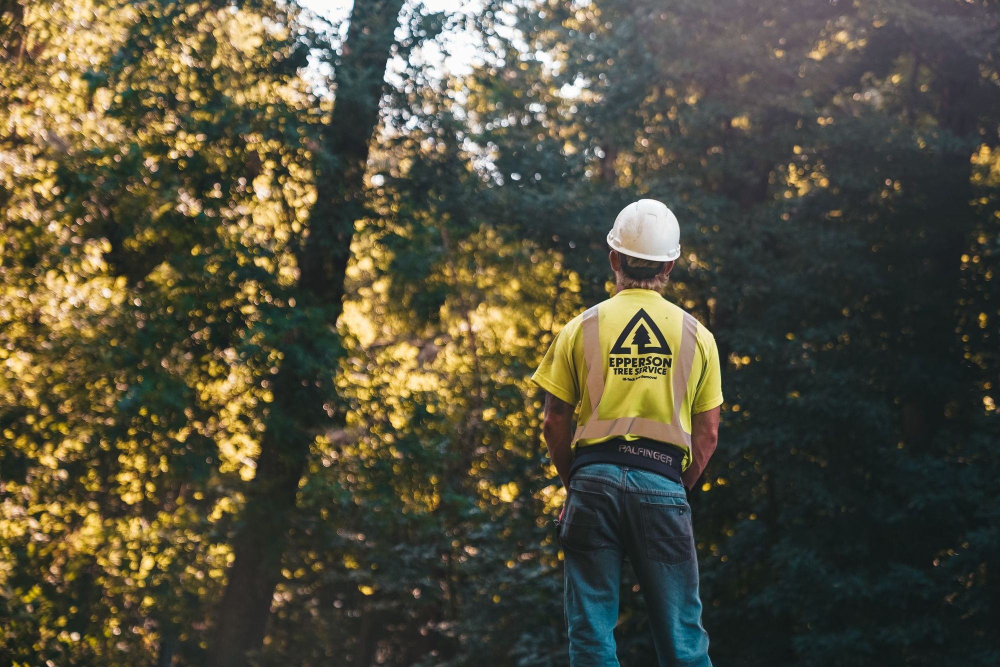Arborist at work in the woods near Charlotte