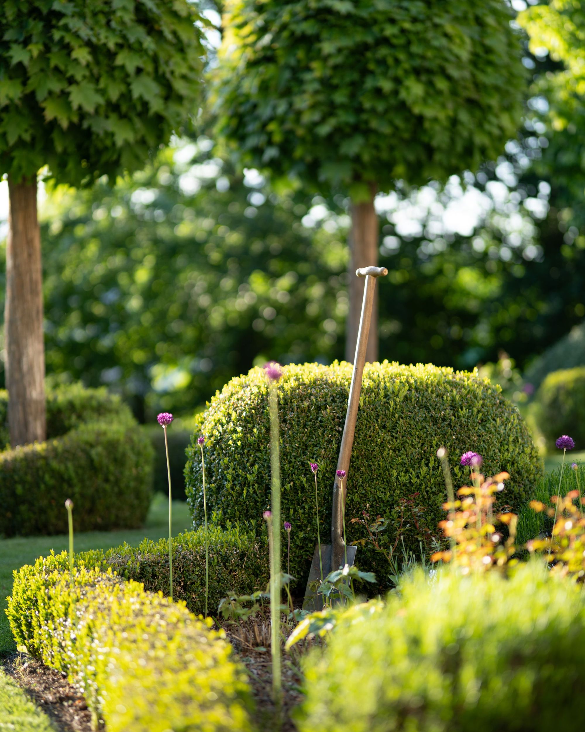 Clipped boxwood balls and topiary in a formal garden